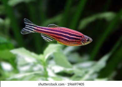 Zebrafish