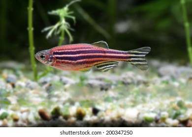 Zebrafish