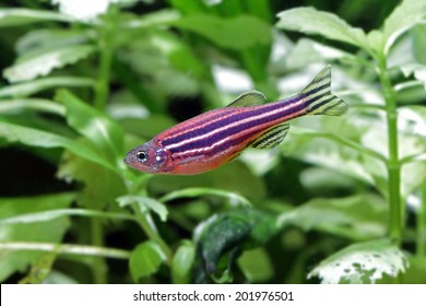 Zebrafish