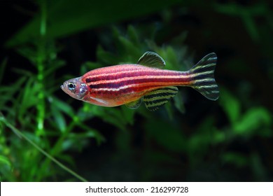 Zebrafish