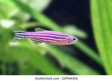 Zebrafish