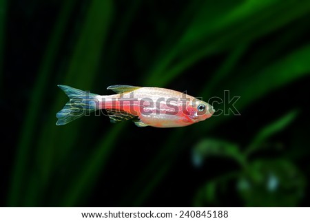 zebrafish