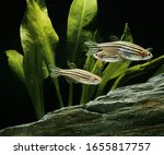 Zebrafish, brachydanio rerio underwater view