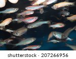 Zebrafish (Danio rerio) aquarium fish