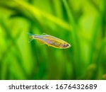 zebrafish (Danio rerio) isolated in a fish tank
