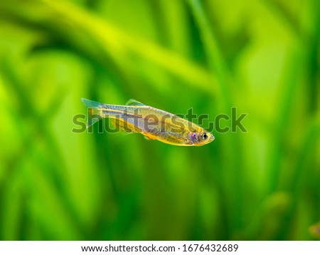 zebrafish (Danio rerio) isolated in a fish tank