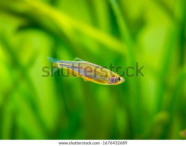 zebrafish (Danio\
rerio) isolated in a fish\
tank