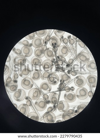 Zebrafish embryos begin to hatch around 2-3 days post fertilisation.