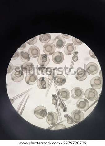 Zebrafish embryos begin to hatch around 2-3 days post fertilisation.