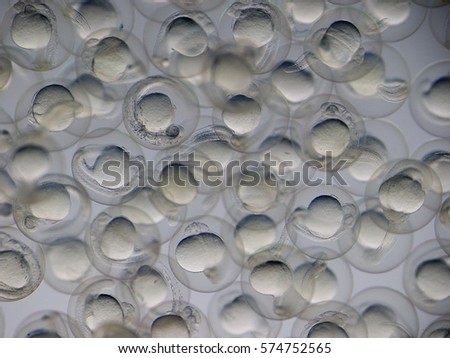 Zebrafish embryos under a stereo microscope