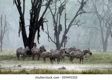 Zebras
