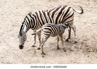 Zebras