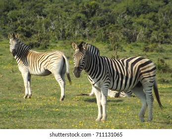 Zebras