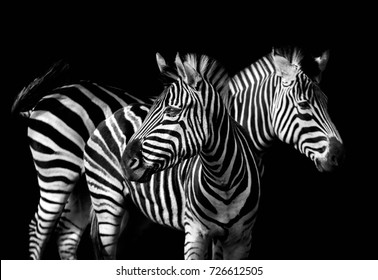 Zebras
