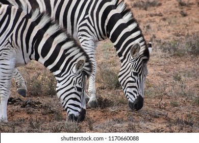 Zebras, Addo Elephant National Park, South AFrica