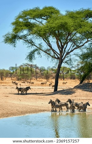 zebras in the african savanna