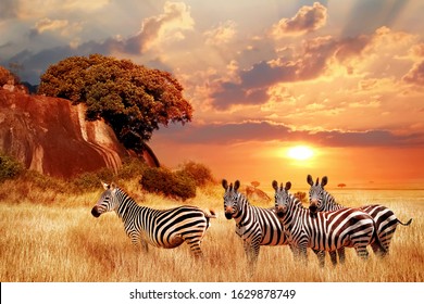 Zebras in the African savanna against the backdrop of beautiful sunset. Serengeti National Park. Tanzania. Africa.