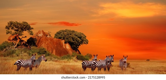 Zebras in the African savanna at sunset. Serengeti National Park. Tanzania. Africa. Banner format. - Powered by Shutterstock