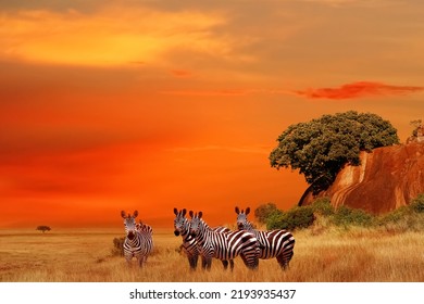 Zebras In The African Savanna At Sunset. Serengeti National Park. Tanzania. Africa. 