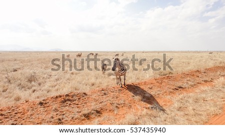 Similar – Image, Stock Photo Maasai walking in the savannah at sunset