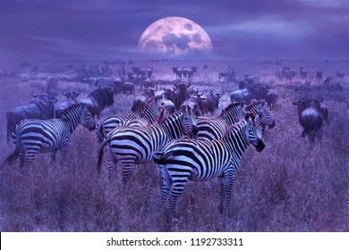 Zebras in the African savannah  Night lunar African landscape  Wildlife Africa 