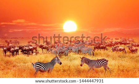 Zebras and antelopes at sunset in african savannah. Serengeti national park. Tanzania. Wild nature of Africa.