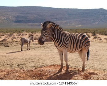 Zebras At Aquila Private Game Reserve In South Africa