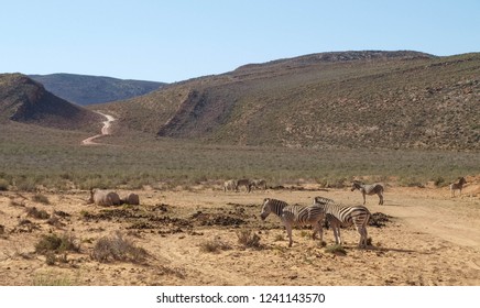 Zebras At Aquila Private Game Reserve In South Africa