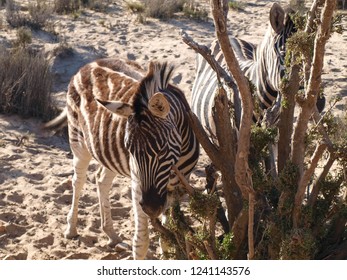 Zebras At Aquila Private Game Reserve In South Africa