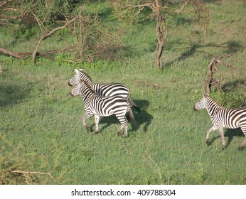 Zebras From Balloon In Serengeti National Park, Tanzania