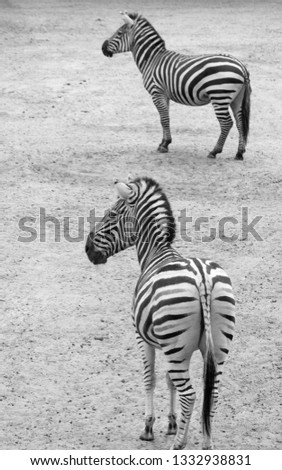 Similar – Zebras Tier Tierpaar