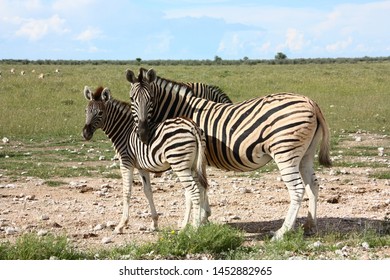 Zebras Cuddling In The Etosha National Reserve In Namibia