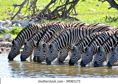 Zebras drinking in a line at the waterhole