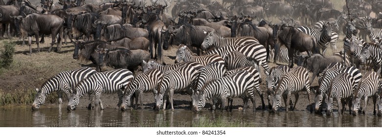 Zebras drinking at the Serengeti National Park, Tanzania, Africa