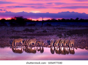 Zebras drinking at waterhole during sunset and sunrise. Etosha national park safari game drive in Namibia. Safari animals, game drive in Africa. Travel journey in South Africa, Botswana and Namibia.