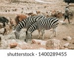 The zebras eats in the safari