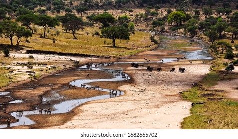Zebra's, elephants and other wild quenching their thirst at the Tarangire River, Tanzania