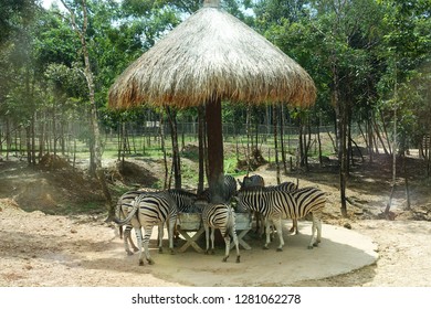 Zebras Family Are Eating Under A Big Straw Umbrella. Vinpearl Safari Park, Phu Quoc, Vietnam                    