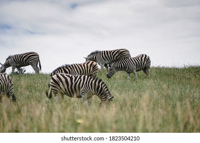 Zebras Foraging In The Tall Grasslands