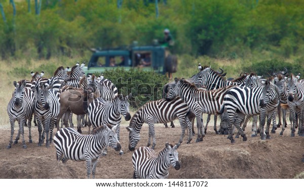 Zebras in front of the\
vehicle