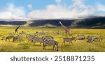 Zebras and giraffe in the Ngorongoro Crater. African safari. Tanzania.