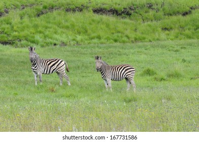 Zebras In The Golden Gate Highlands National Park