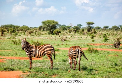 Zebras Graze In Tsavo West National Park