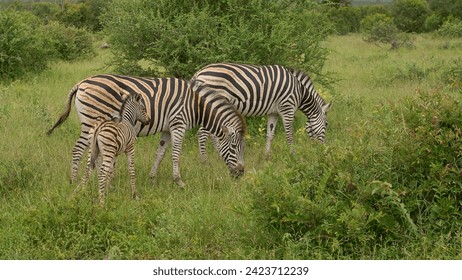 zebras graze in the wild - Powered by Shutterstock