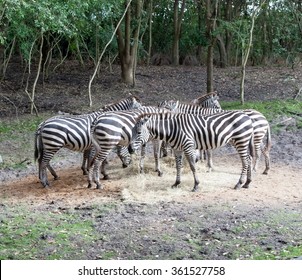 Zebras Grazing. Animal Kingdom Park Orlando, USA