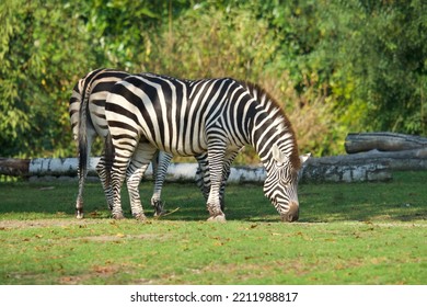 Zebras  Grazing At Woodland Park Zoo