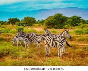 Zebras grouped in a field with a dirt road backdrop - Powered by Shutterstock