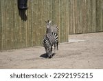 Zebras hanging out zoo wildife black and white african striped animal