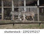 Zebras hanging out zoo wildife black and white african striped animal