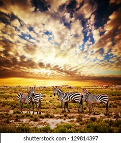 Zebras Herd On Savanna At Sunset, Africa. Safari In Serengeti, Tanzania